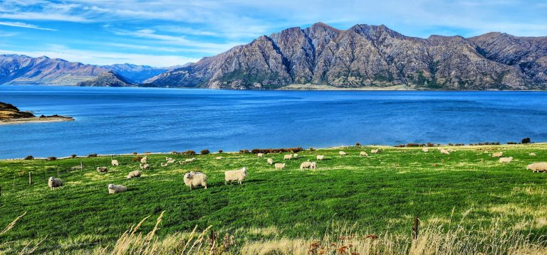 Ultimate Guide to Travel around New Zealand (2025)