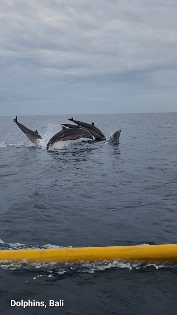 Dolphins, Bali