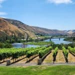 Rivaura Estate Vineyard overlooking the Clearwater River